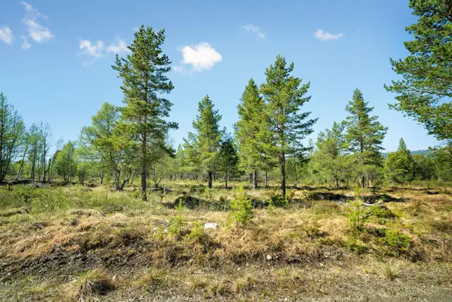Hånesveien 159, Hånesåsen/Røros